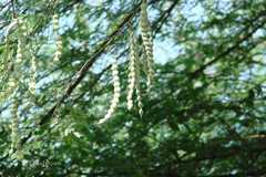 Acacia nilotica subsp. tomentosa